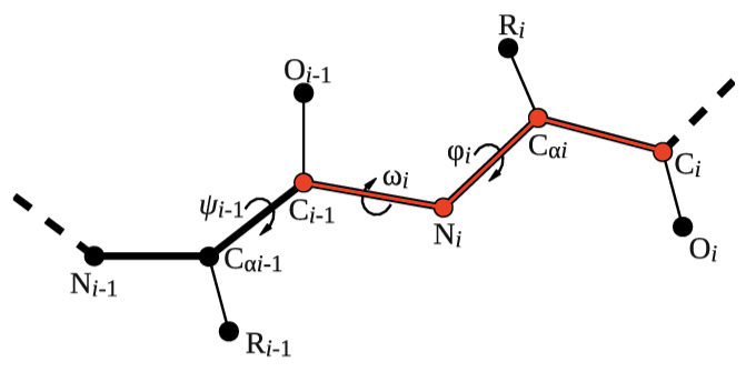 "Definition of backbone dihedral angles, with dihedral phi highlighted in red."