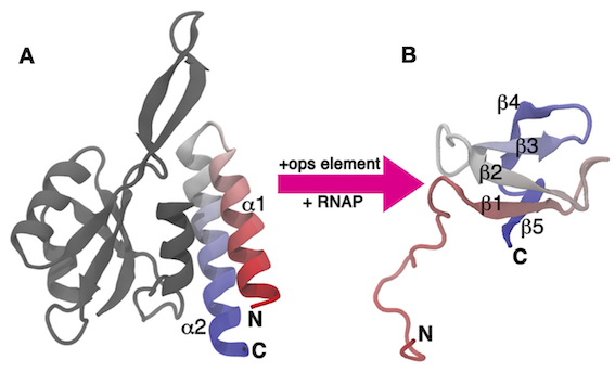 Structural transformation of the RfaH-CTD. Domain dissociation is triggered upon binding of the NTD (gray) to its target ops (operon polarity suppressor) element DNA, relieving the autoinhibited state and allowing the transformation of the CTD (colored) from an α-helical hairpin (A) towards a five-stranded β-barrel (B). Note that the NTD and CTD are connected by a linker that does not order within the crystals and therefore is not shown in the figure.